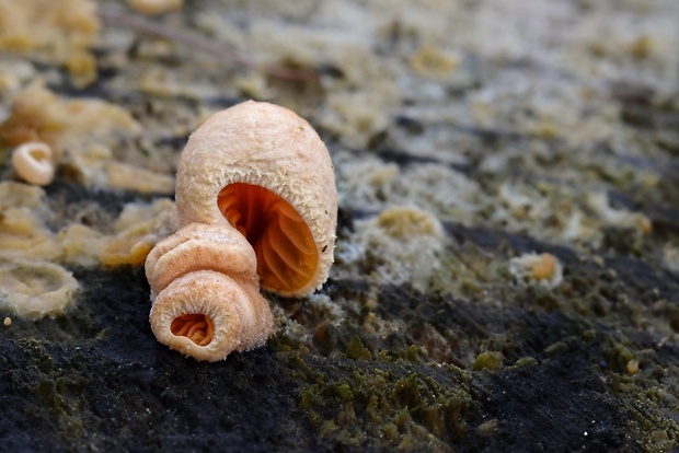 hlivník hniezdovitý Phyllotopsis nidulans (Pers.) Singer