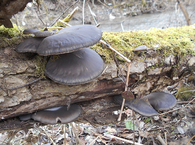 hliva ustricovitá Pleurotus ostreatus (Jacq.) P. Kumm.