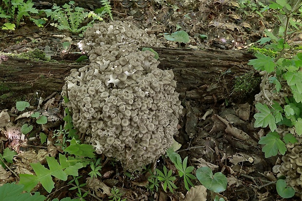 trúdnik klobúčkatý Polyporus umbellatus (Pers.) Fr.