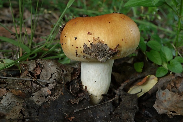 plávka Russula sp.