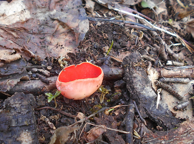 ohnivec Sarcoscypha sp.