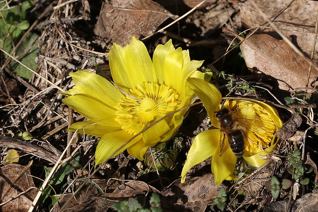 hlaváčik jarný Adonis vernalis L.