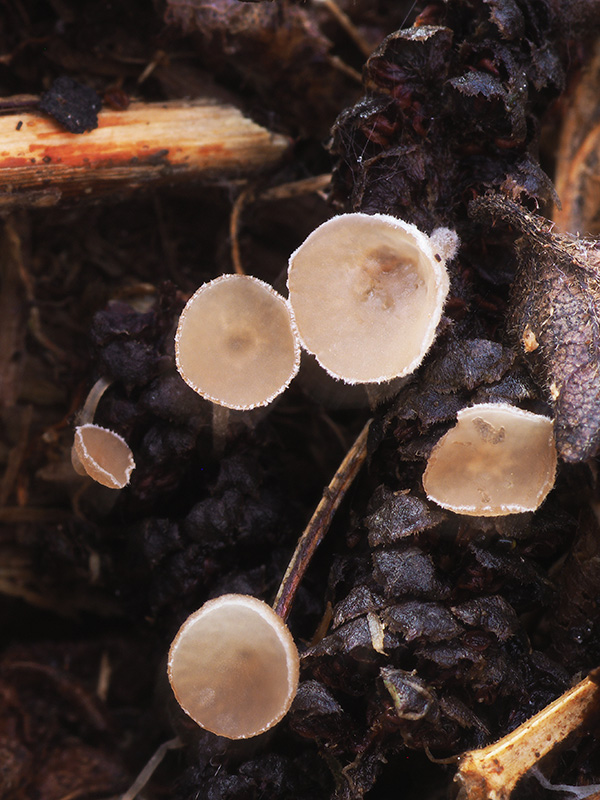 jahňadka Ciboria sp.