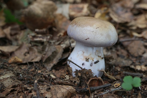 pavučinovec Cortinarius sp.