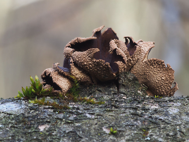 dutinovka otrubnatá Encoelia furfuracea (Roth) P. Karst.