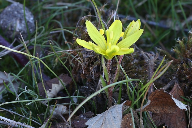 krivec český Gagea bohemica var. Stenochlamydea (Zauschn.) Schult. et Schult. f.