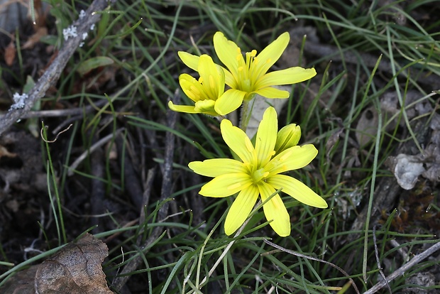 krivec český Gagea bohemica var. Stenochlamydea (Zauschn.) Schult. et Schult. f.