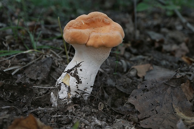 jelenka poprehýbaná Hydnum repandum L.