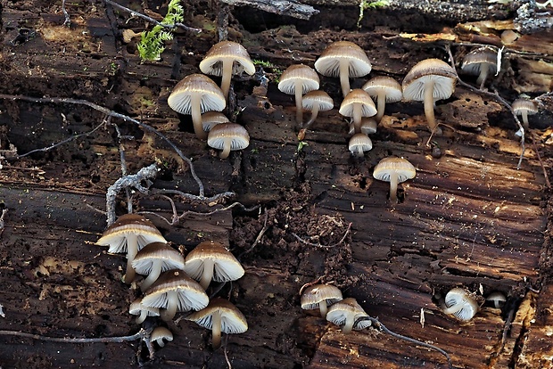 prilbička hnedosivá Mycena tintinnabulum (Paulet) Quél.