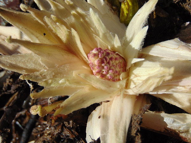 deväťsil lekársky Petasites hybridus (L.) P. Gaertn., B. Mey. et Scherb.