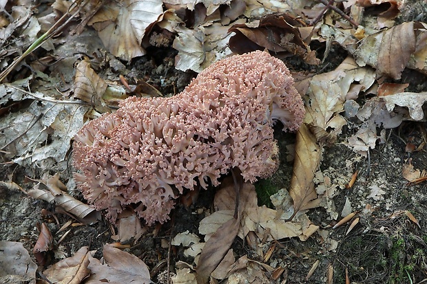 strapačka koralovitá Ramaria botrytis (Pers.) Ricken