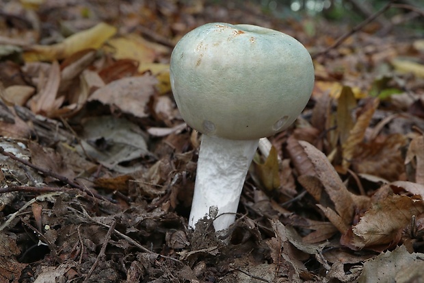 plávka zelenkastá Russula virescens (Schaeff.) Fr.