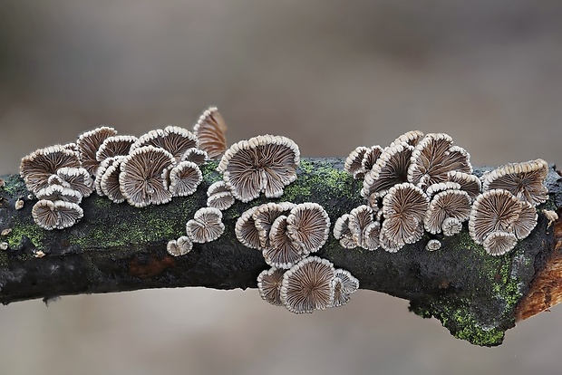 klanolupeňovka obyčajná Schizophyllum commune Fr.