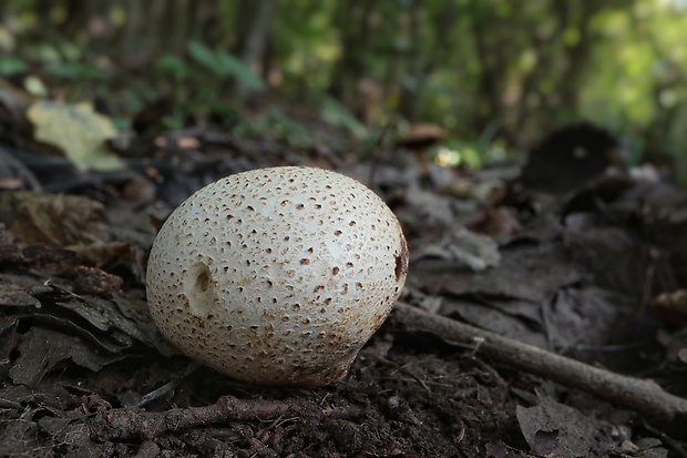 pestrec obyčajný Scleroderma citrinum Pers.