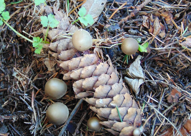 peniazočka smreková Strobilurus esculentus (Wulfen) Singer