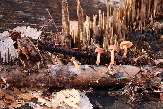 smeťovka zimná Tubaria furfuracea (Pers.) Gillet