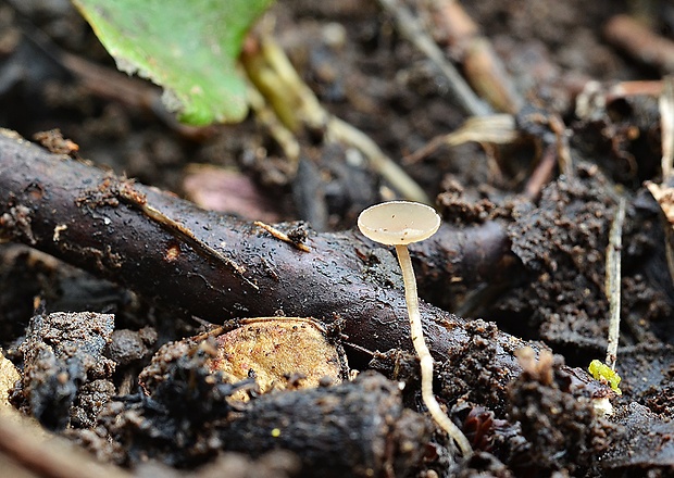 jahňadka Ciboria sp.