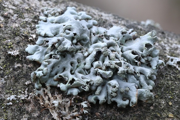 diskovka rúrkovitá Hypogymnia tubulosa (Schaer.) Hav.