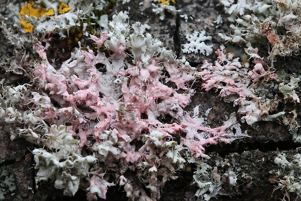 Marchandiomyces corallinus (Roberge) Diederich & D. Hawksw.