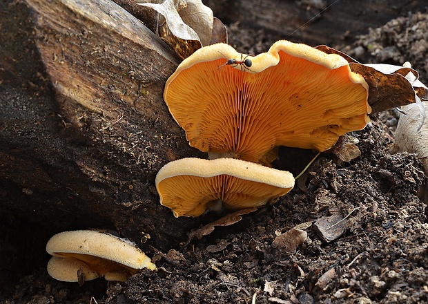 hlivník hniezdovitý Phyllotopsis nidulans (Pers.) Singer