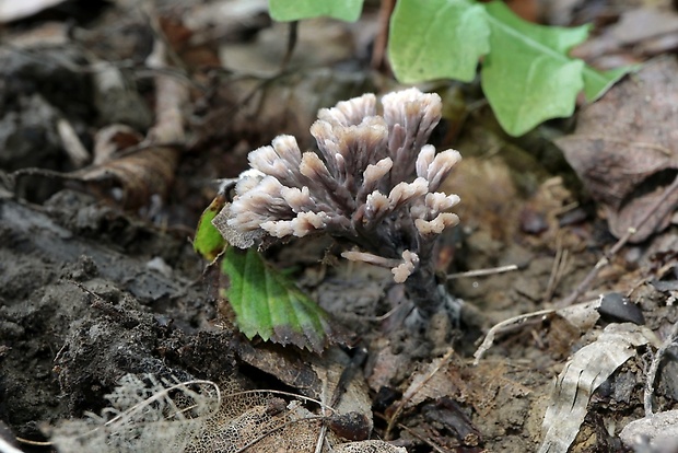 plesňovka Thelephora sp.