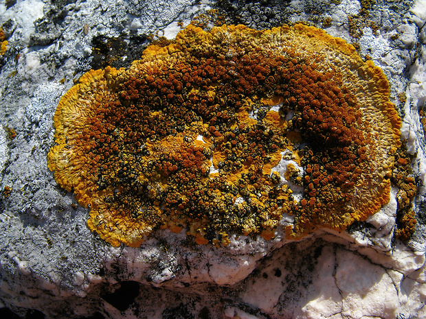 krásnica lúčovitá Variospora flavescens (Huds.) Arup, Frödén & Søchting