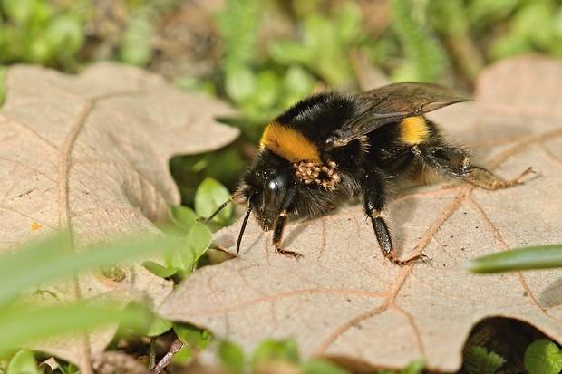 čmeľ zemný Bombus terrestris