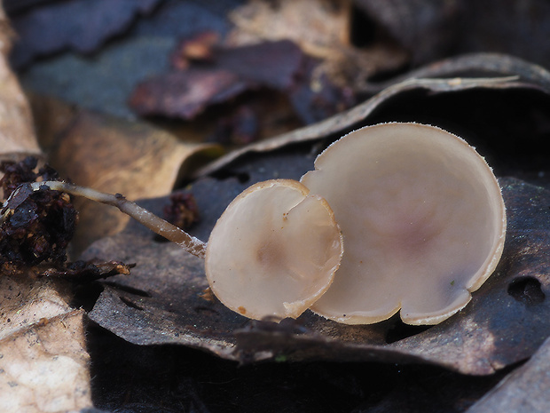 jahňadka Ciboria sp.