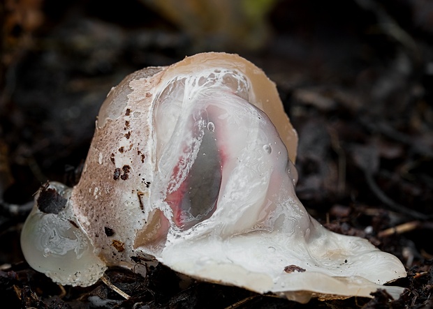 mrežovka kvetovitá Clathrus archeri (Berk.) Dring