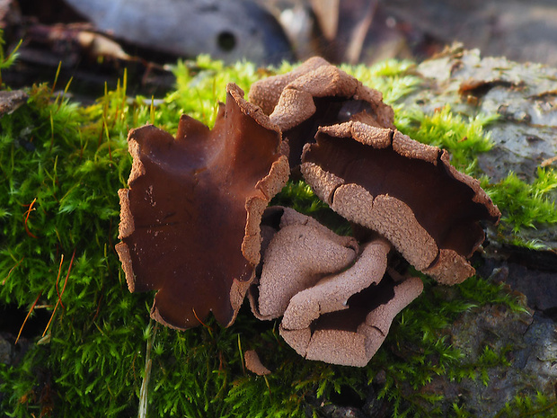 dutinovka otrubnatá Encoelia furfuracea (Roth) P. Karst.