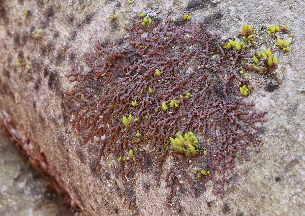 dukátovka rozšírená Frullania dilatata (L.) Dumort.