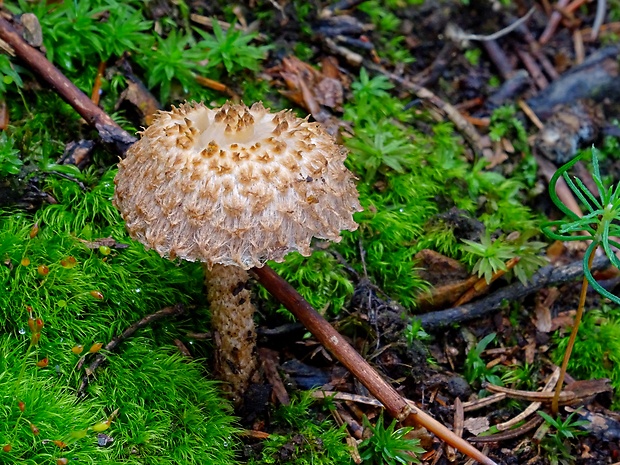 vláknica štetinatá Inocybe hystrix (Fr.) P. Karst.