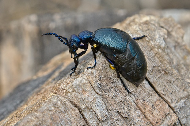 májka fialová  Meloe violaceus