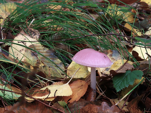 prilbička ružovkastá Mycena rosea Gramberg