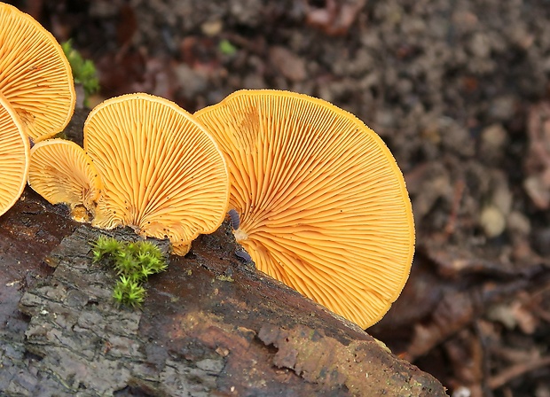 hlivník hniezdovitý Phyllotopsis nidulans (Pers.) Singer