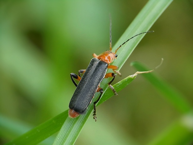 snehuľčík Cantharis livida