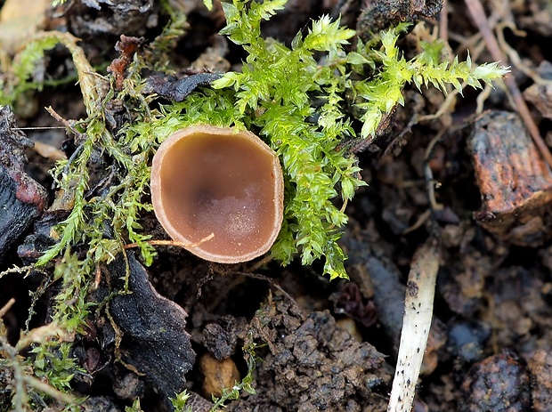 jahňadka Ciboria sp.