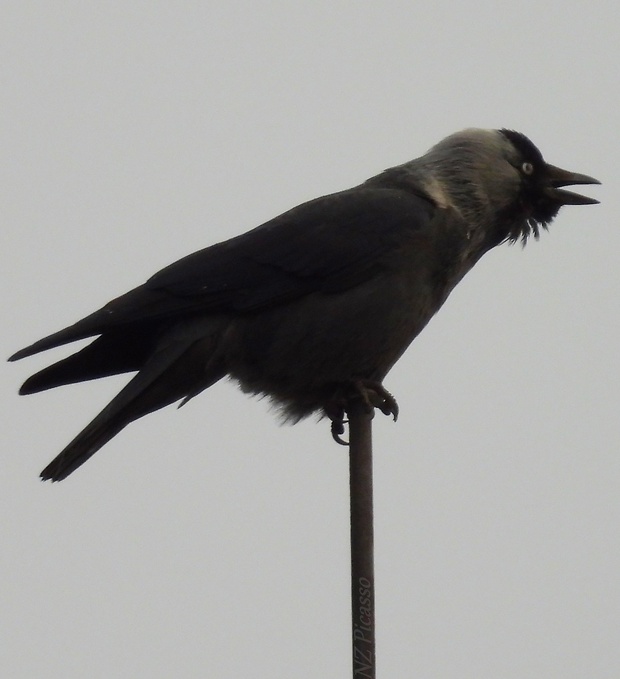 kavka tmavá Corvus monedula