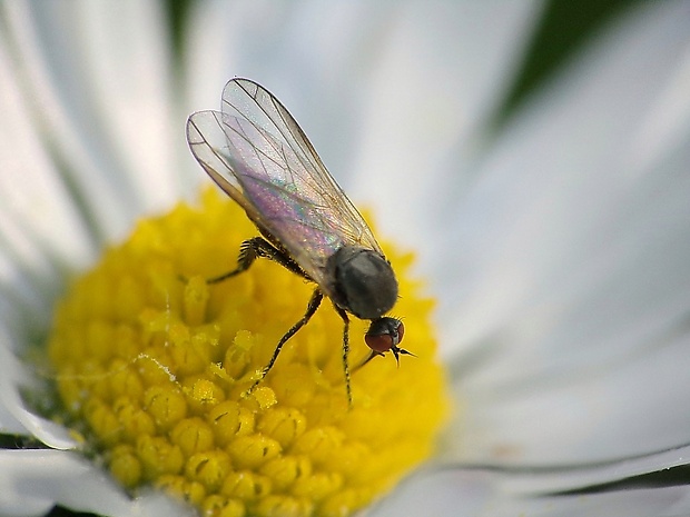 krúživka ♀ Empis pennipes  Linnaeus, 1758