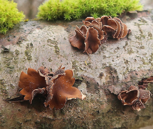 dutinovka otrubnatá Encoelia furfuracea (Roth) P. Karst.