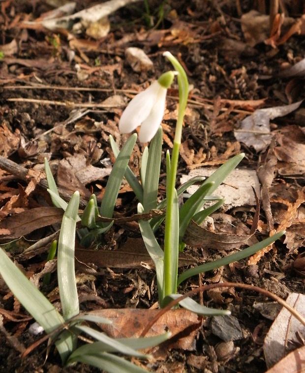 snežienka jarná Galanthus nivalis L.