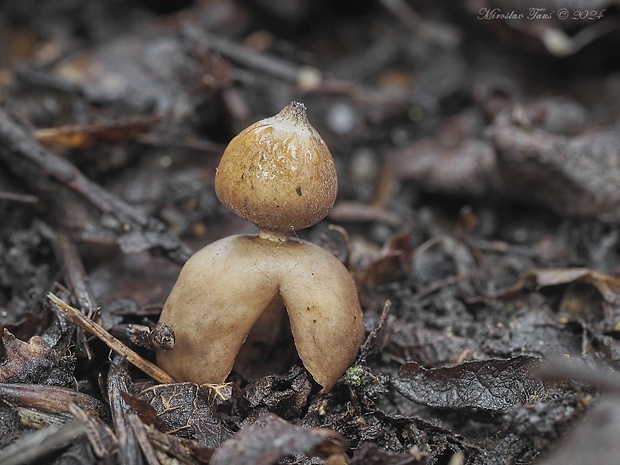 hviezdovka štvorcípová Geastrum quadrifidum DC. ex Pers.