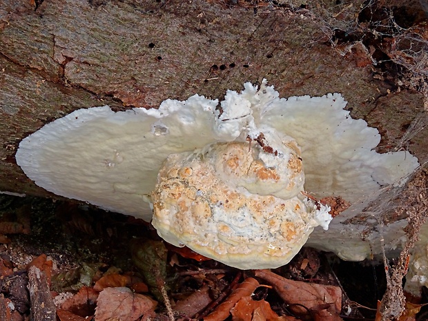 voskopórovček zelenkastý Gloeoporus pannocinctus (Romell) J. Erikss.