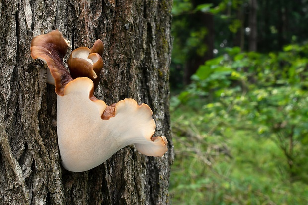 trúdnik tmavohlúbikový Royoporus badius (Pers.) A.B. De