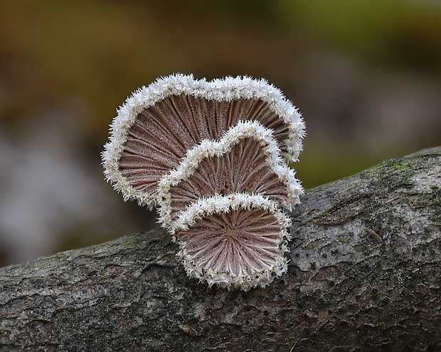 klanolupeňovka obyčajná Schizophyllum commune Fr.