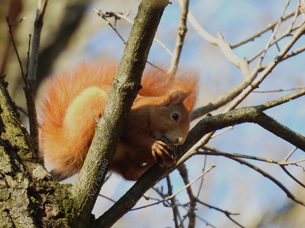 veverica obyčajná  Sciurus vulgaris