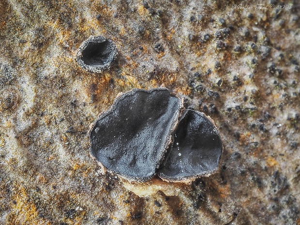 dutinovka Sclerencoelia sp.