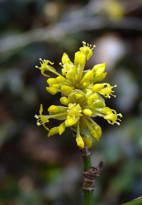 drieň obyčajný Cornus mas L.