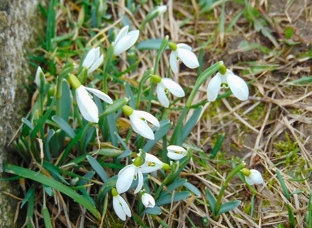 snežienka jarná Galanthus nivalis L.