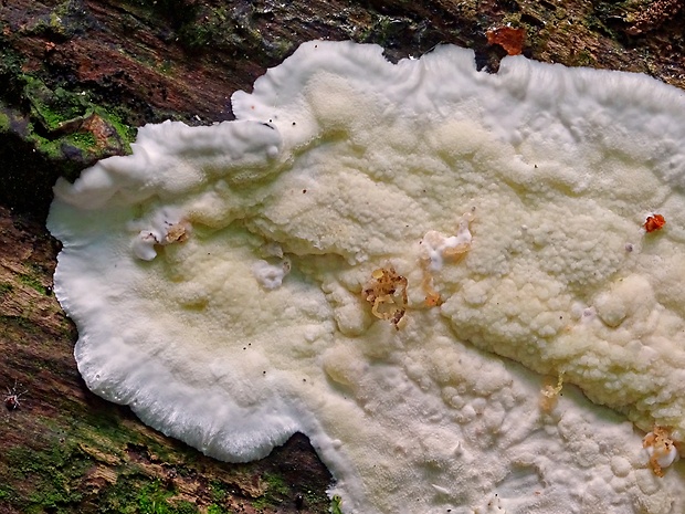 voskopórovček zelenkastý Gloeoporus pannocinctus (Romell) J. Erikss.